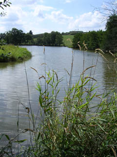L'Etang des Grands Moulins